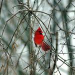 Cardinal 1