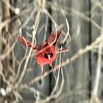 Cardinal in Flight