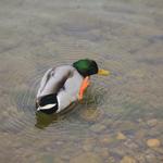 Mallard Scratching Ear