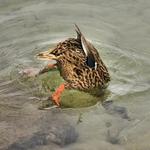 Mallard Hen Diving