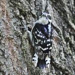 Red Bellied Woodpecker