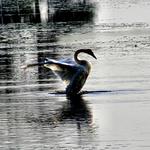 Swan Posturing