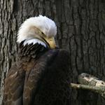 Eagle Preening