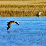 Pelican with Heron