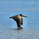 Pelican in Flight 1