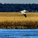 Pelican in Flight 3