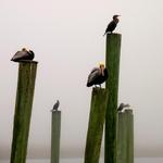 Pelicans on Post 1