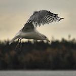 Seagull Lansing