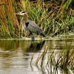 Heron 1