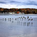 Geese Over Onekama