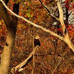 Eagle On Lock 29 on the Erie Canal