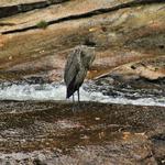 Heron at Falls 1