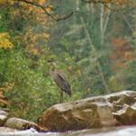 Heron at Falls 3