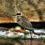 Heron at Falls 4