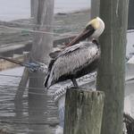 Pelican on Post 4