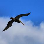 Pelican in Flight 5