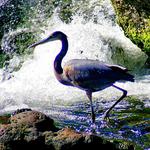 Heron at Sandstone Falls