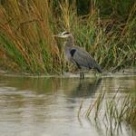 Edisto Shore Bird