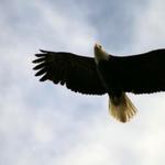 Eagle Soaring Over the Au Sable River