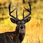 Whitetail Buck