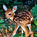 Fawn on the Au Sable