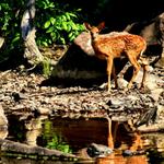 Fawn at Potatoe Falls 2