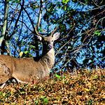 Buck on Ridge 1