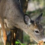 Spikehorn Snacking