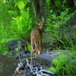 Fawn Checking Right Shoulder