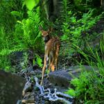 Fawn Checking Left Shoulder