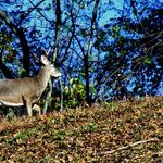 Buck On Ridge 2