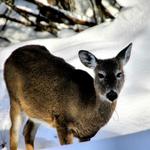 Doe Grazing in Winter