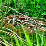 Fawn in the Grass 1