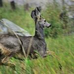 Mulie Bunny Hopping