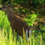 Buck with velvet 2