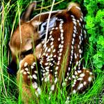 Fawn in the Grass Vertical