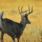 Whitetail Buck on the Move