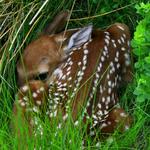 Fawn in the Grass 2