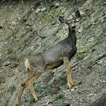 Mulie on the Ridge