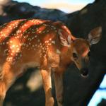 Fawn at Potato Falls 1