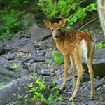 Fawn at Potato Falls 3