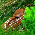 Fawn in the Grass 4