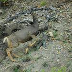 Mulie on the Ridge 2