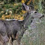 Mulie Snacking on Grass