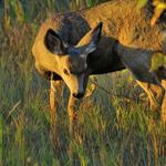 Mulie at St Marys 3