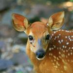 fawn at potato falls 2