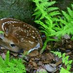 fawn at duppy falls