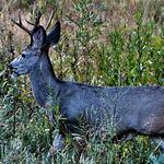 Mule Deer Buck