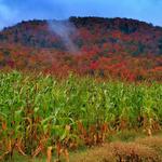 Cornfields and Color 1