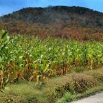 Cornfields and Color2